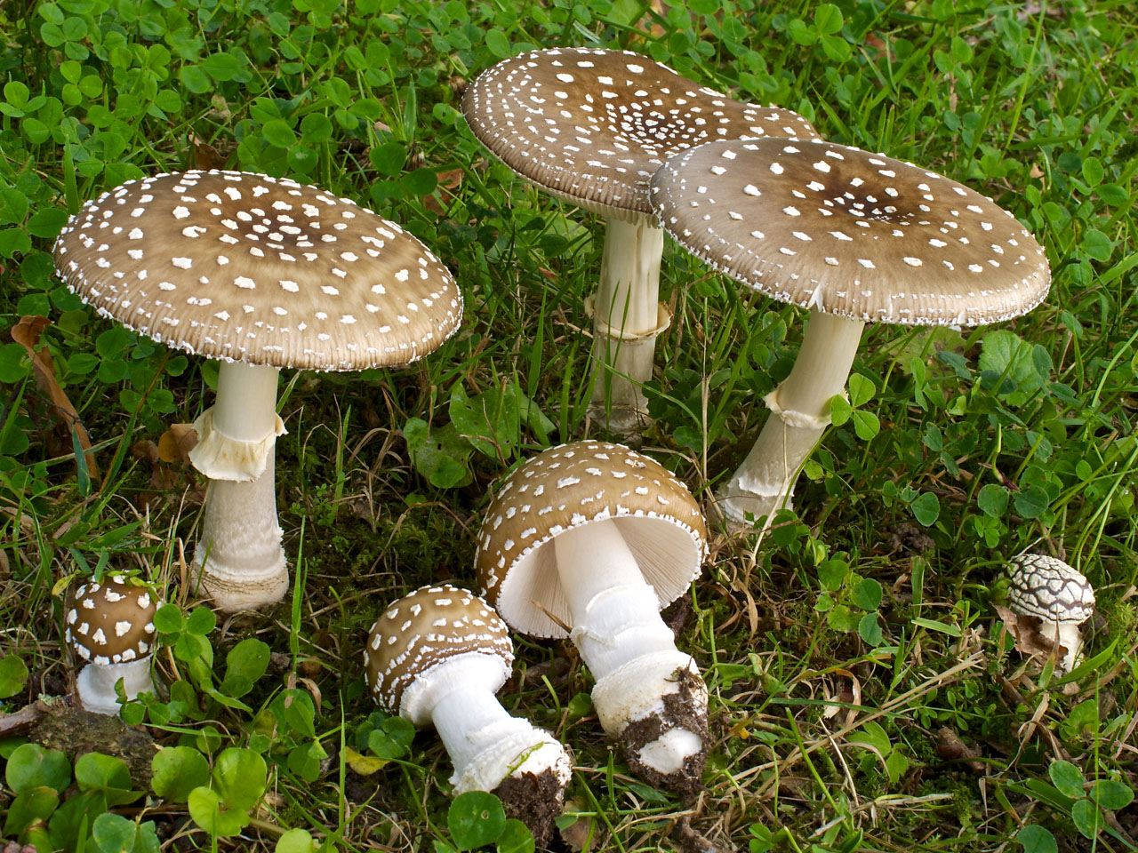 Negen Dingen Die Je Nog Niet Wist Over Paddenstoelen Of Zijn Het Negen Dingen Die Je Nog Niet Wist Over Paddenstoelen Of Zijn Het