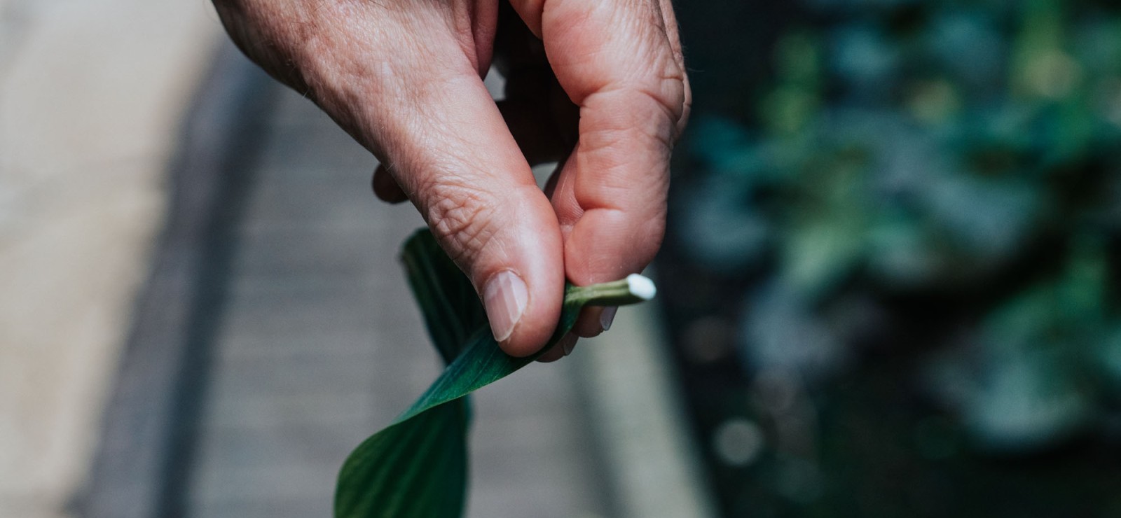 Giftige planten