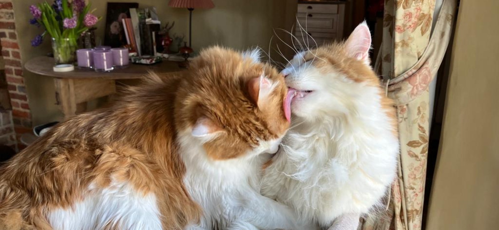 Katten