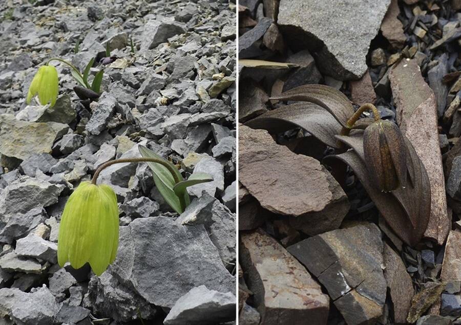 Fritillaria in groene en grijze versie