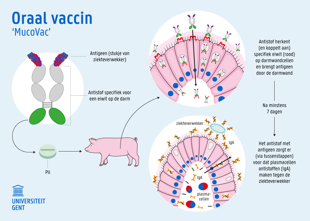 Infografie oraal vaccin 'MucoVac'