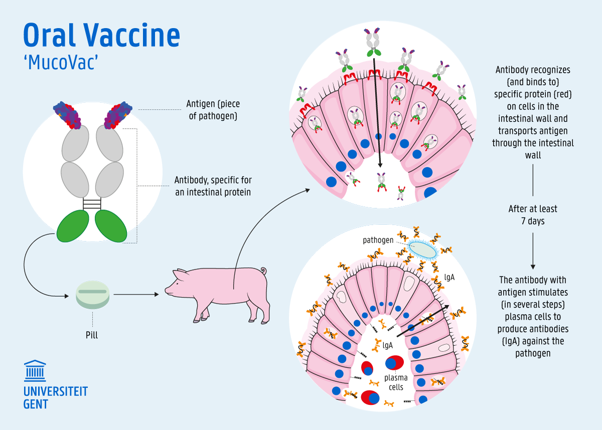 Infographic oral vaccine 'MucoVac'