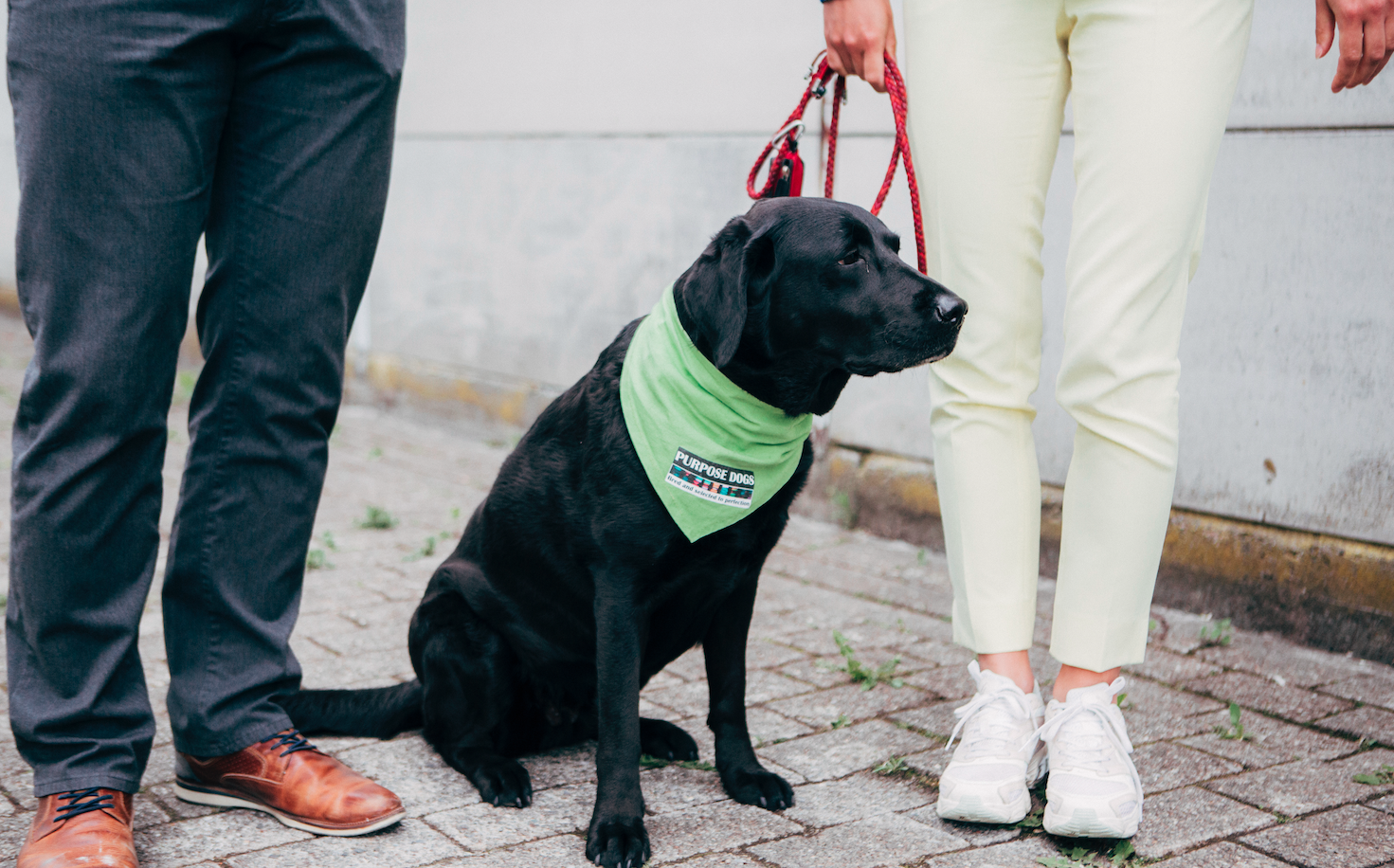Purpose dogs 2