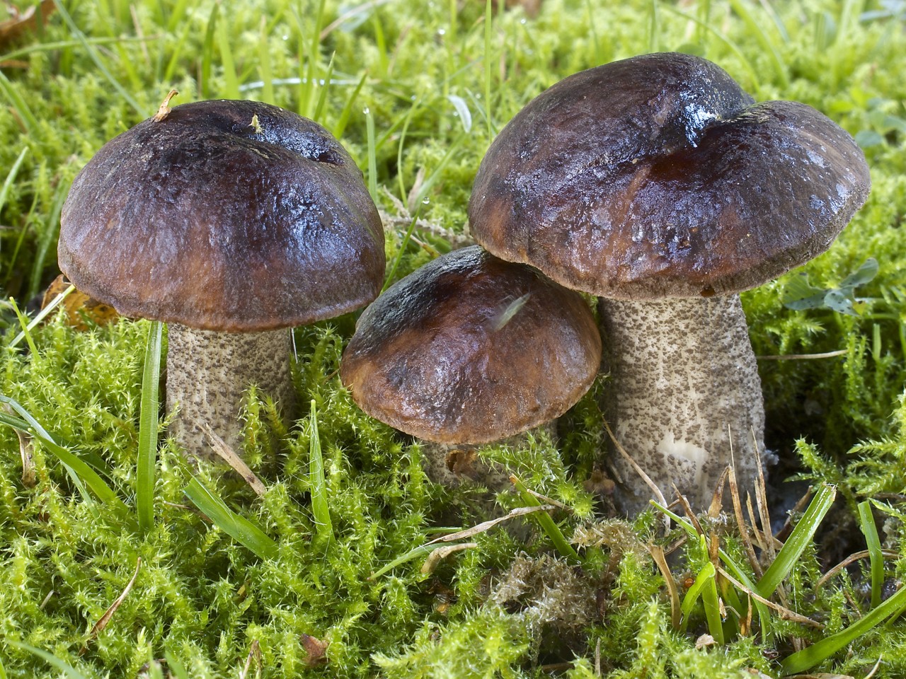 Paddestoelen