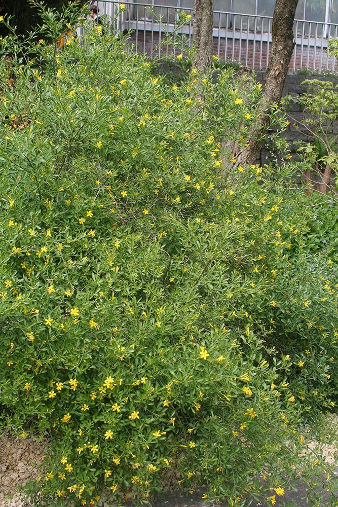Jasminum