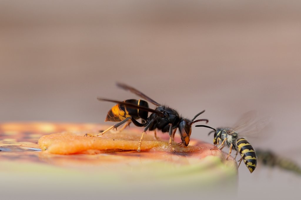 Waarom wespen nuttiger zijn dan je denkt | Durf Denken