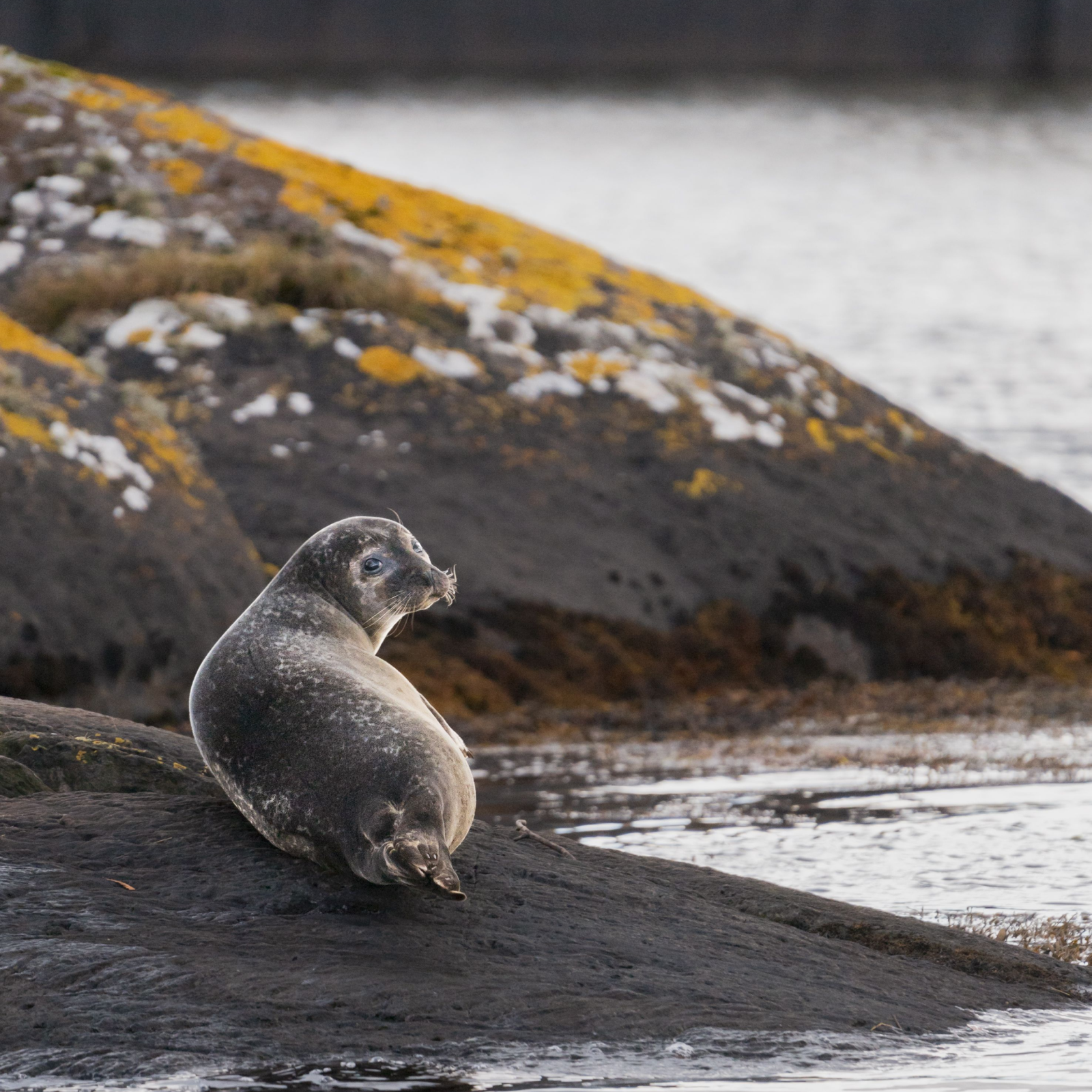 Een zeehond ligt op een rots naast grauw water in Ierland.