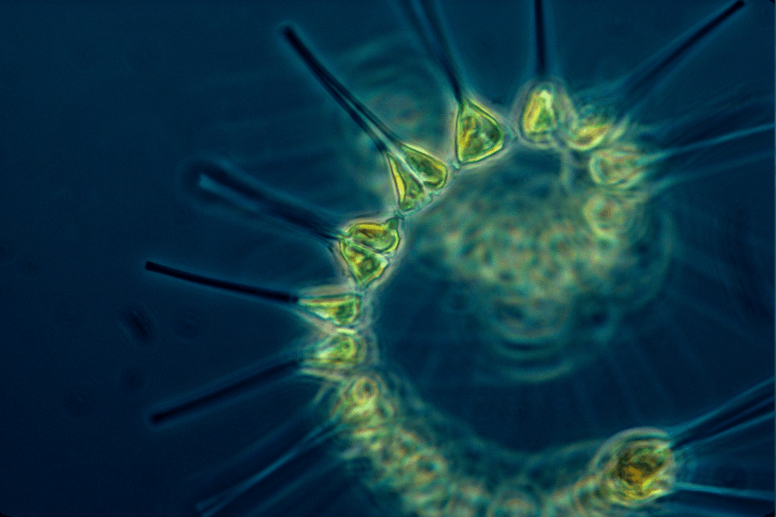 Fytoplankton onder een microscoop