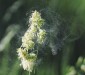 Header pollen