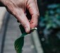 Giftige planten