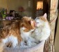 Katten