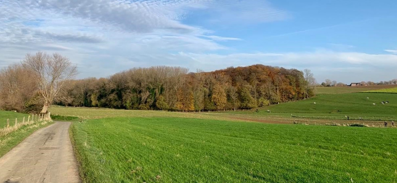 Bosje