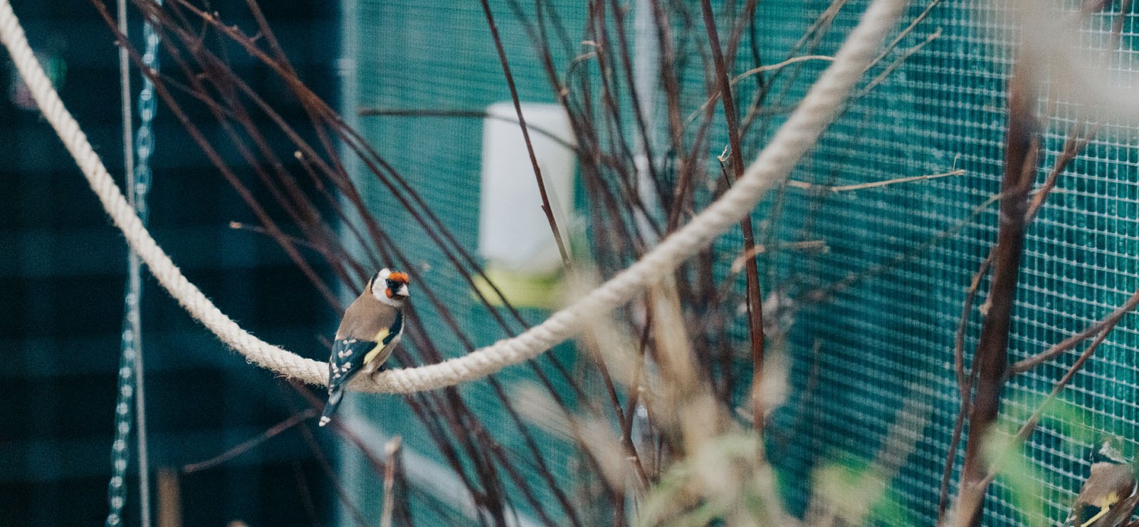 Vogels