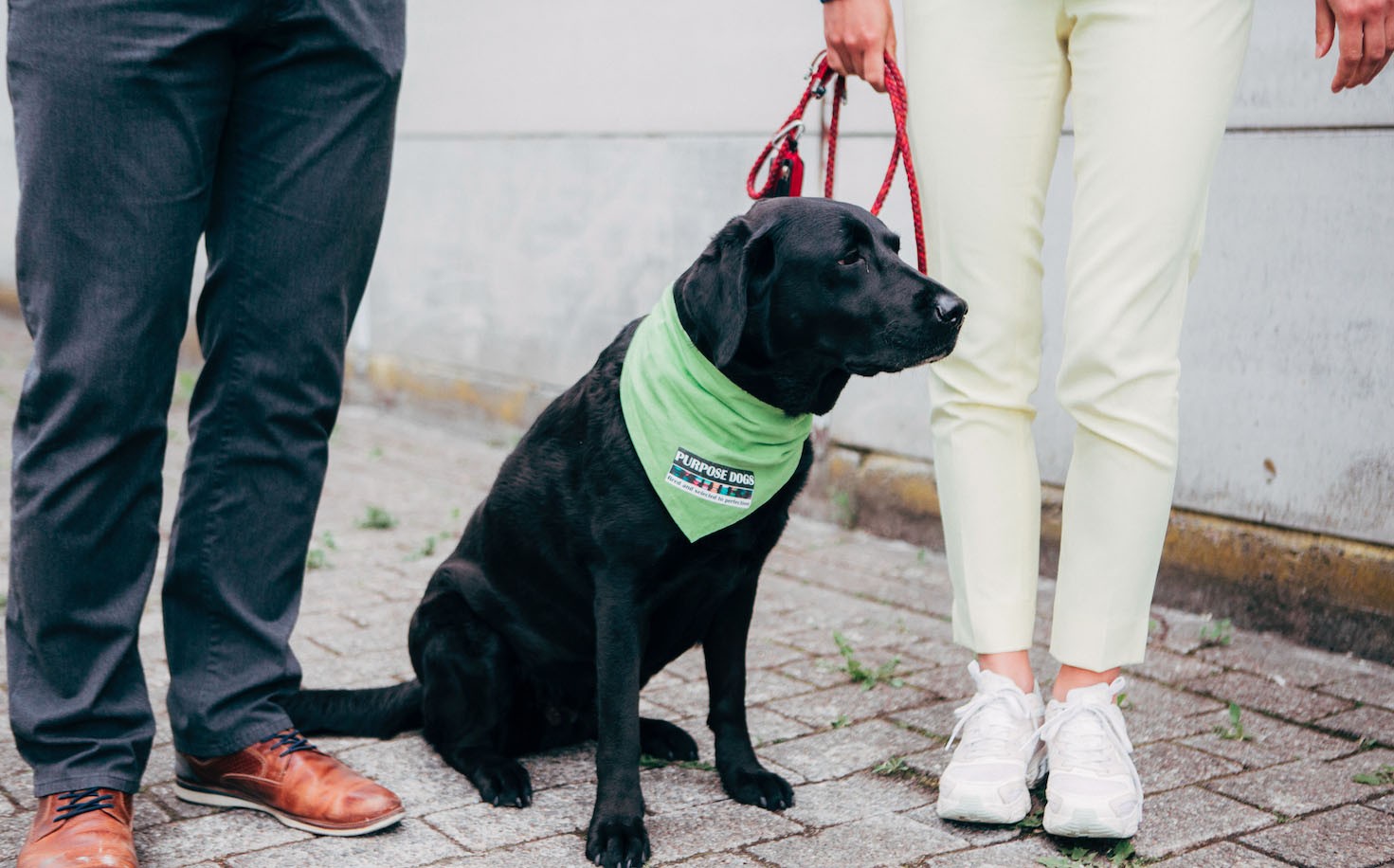 Hond