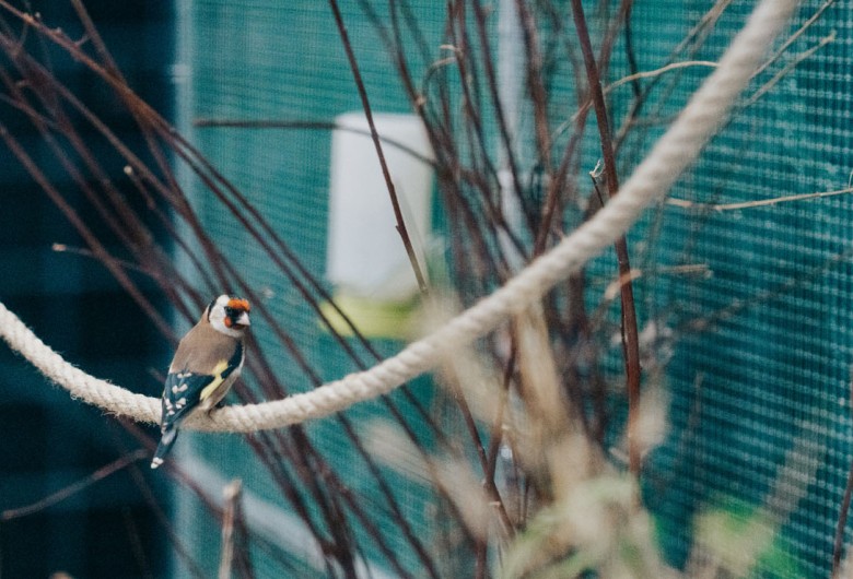 Vogels