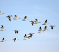 Vogels