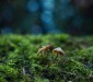 Fungi